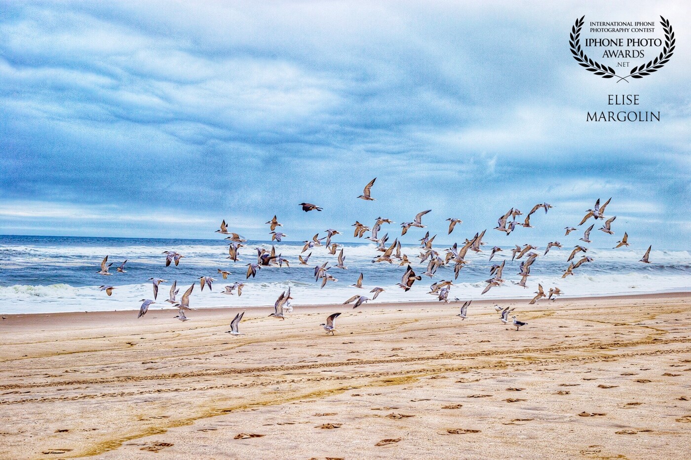 The Summer had come to an end. Even the seagulls were preparing  to fly south for Winter. I got lucky to capture such a freeing moment on what was such a gloomy day. 