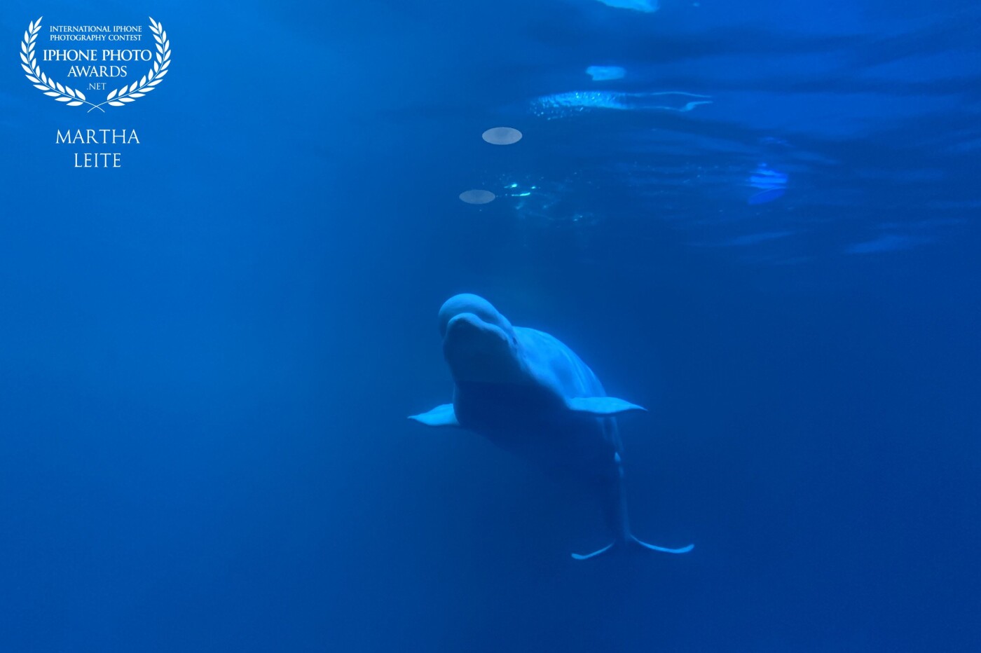 I had the opportunity to go to Chicago, Boston, DC and NY on my vacation and I wanted to go whale watching in Boston so bad... it wasn't possible because of the winter but I did go to see this gorgeous and peaceful beluga whale in Chicago. I could spend hours watching them.