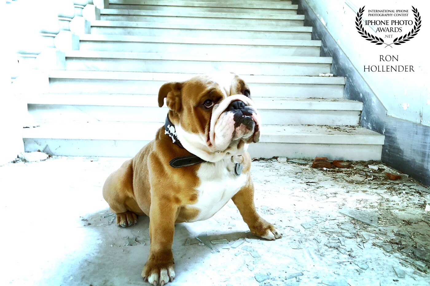 I love to take my little Bulldog „Butch“ on my Lost Places photo-adventures and he loves it too. <br />
This shot was taken in a lost place in the middle of Genua. <br />
It‘s been pretty easy to slide in and Butch had a blast and I thought he fits really good into this building so I took the shot.
