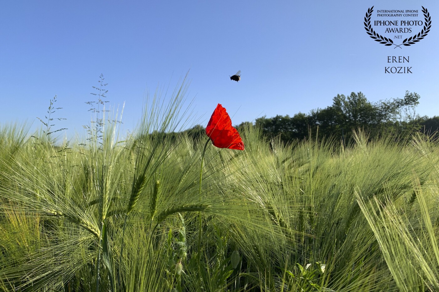 This is a wonderful example of "timing is everything".<br />
I constantly marvel at what we’re capturing with our iPhones and this photo highlights perfectly, the wonders of iPhone photography. In my eyes the red poppy is beautiful and the bumble is a special subject.