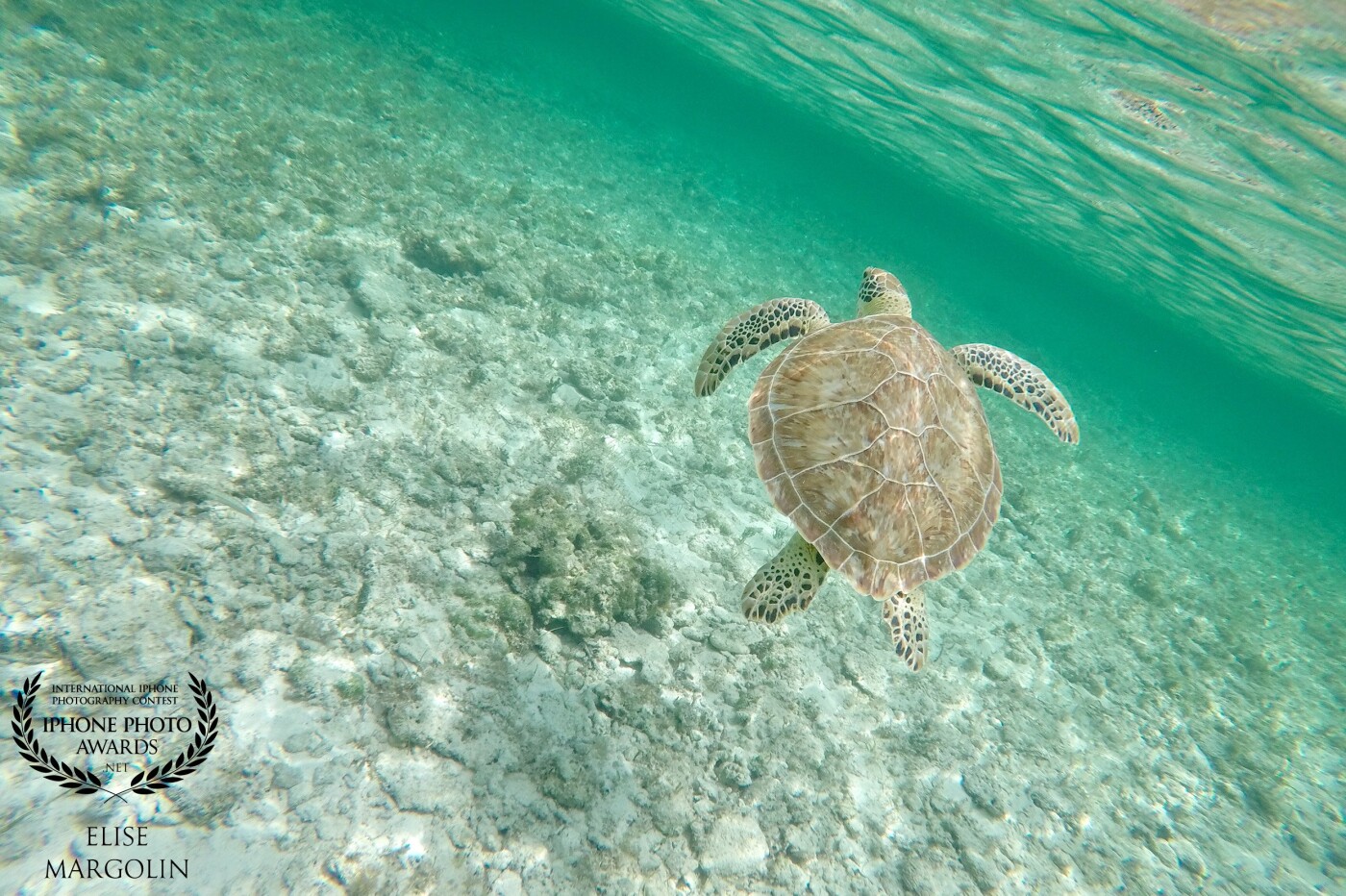 Sea Turtle Hunting in the Bahamas is the best! The calm tranquil waters - Serenity in the truest form! Waiting in position for the perfect moment- then SNAP! 