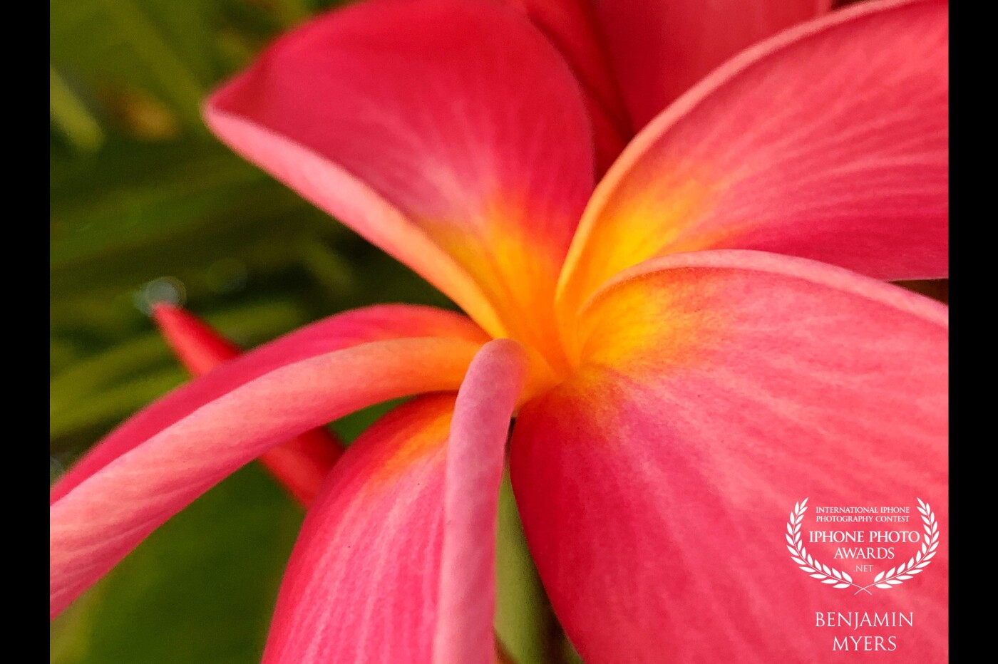 This is my favorite variations of the plumeria flower. I took this macro shot while we were on Lana’i. The island of Lana’i has a rich history and breathtaking beauty. 