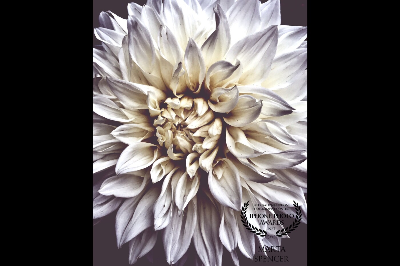 Dahlia<br />
I had never seen a Dahlia before I noticed this one at the Minneapolis farmers market. The intricacy of the petals intrigued me. I decided that this would look much better in black-and-white, and I’m glad I did. I like this image so much it’s now on my business card.<br />
<br />
<br />
<br />
<br />
