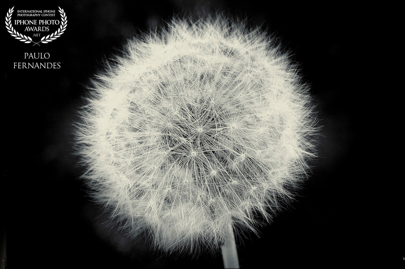 To put my focus into the details of a dandelion I decided to take a black and white capture to express the fragility. After the post-processing, I realized it looks like a planet. So I named this photography "planet dandelion".