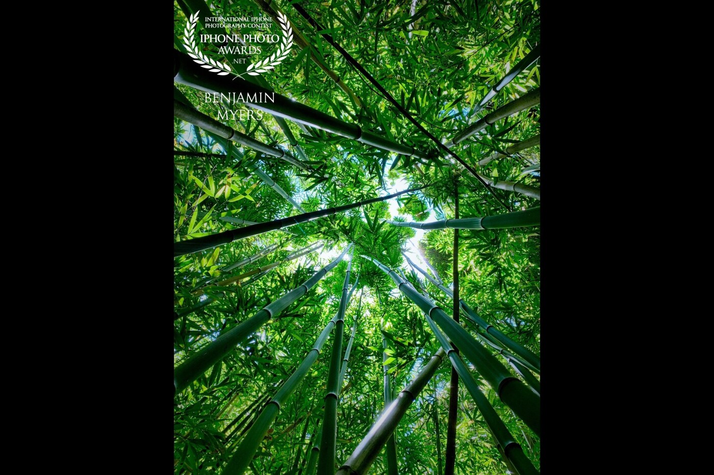 I was hiking in the Nu’uanu Valley on Oahu when we walked into a bamboo forest. There were a lot of young bamboos. I stopped to listen to the wind whip through the trees causing them to sway back and forth and collide. As I looked up to watch the tops of the trees and saw the sky peeking through, I thought it was picture perfect, so I pulled out my iPhone and snapped a few shots. 