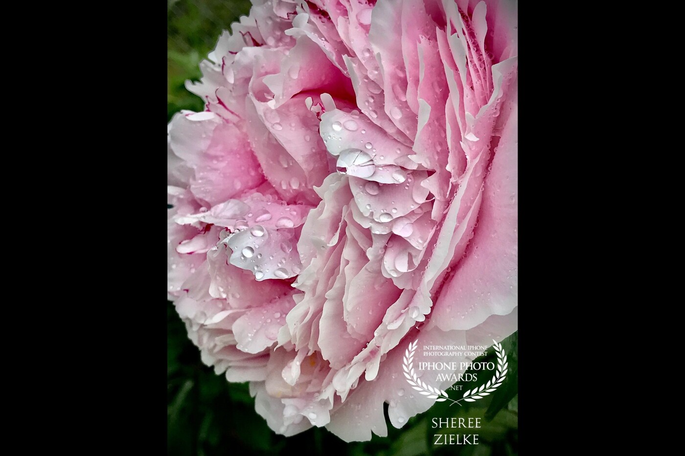 Raindrops on roses, er, on peonies. An abundance of rain in our Canadian city is making my garden very healthy. My peonies are the size of dishes. 