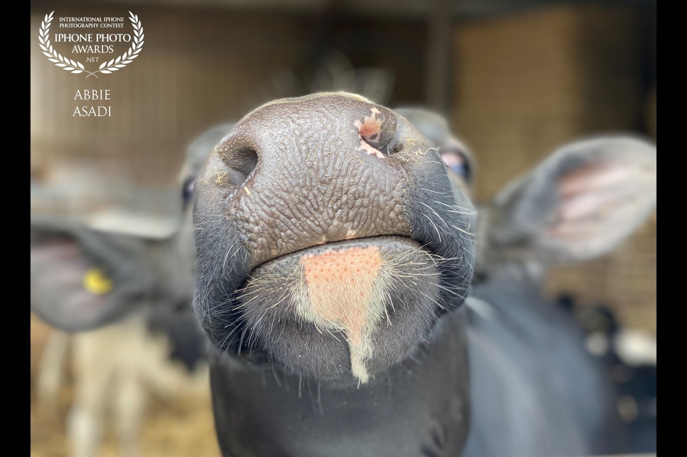 This friendly chap couldn't resist the camera whilst we were having a discussion with my children about where our food comes from. Love the detail shown in the cow's face. 