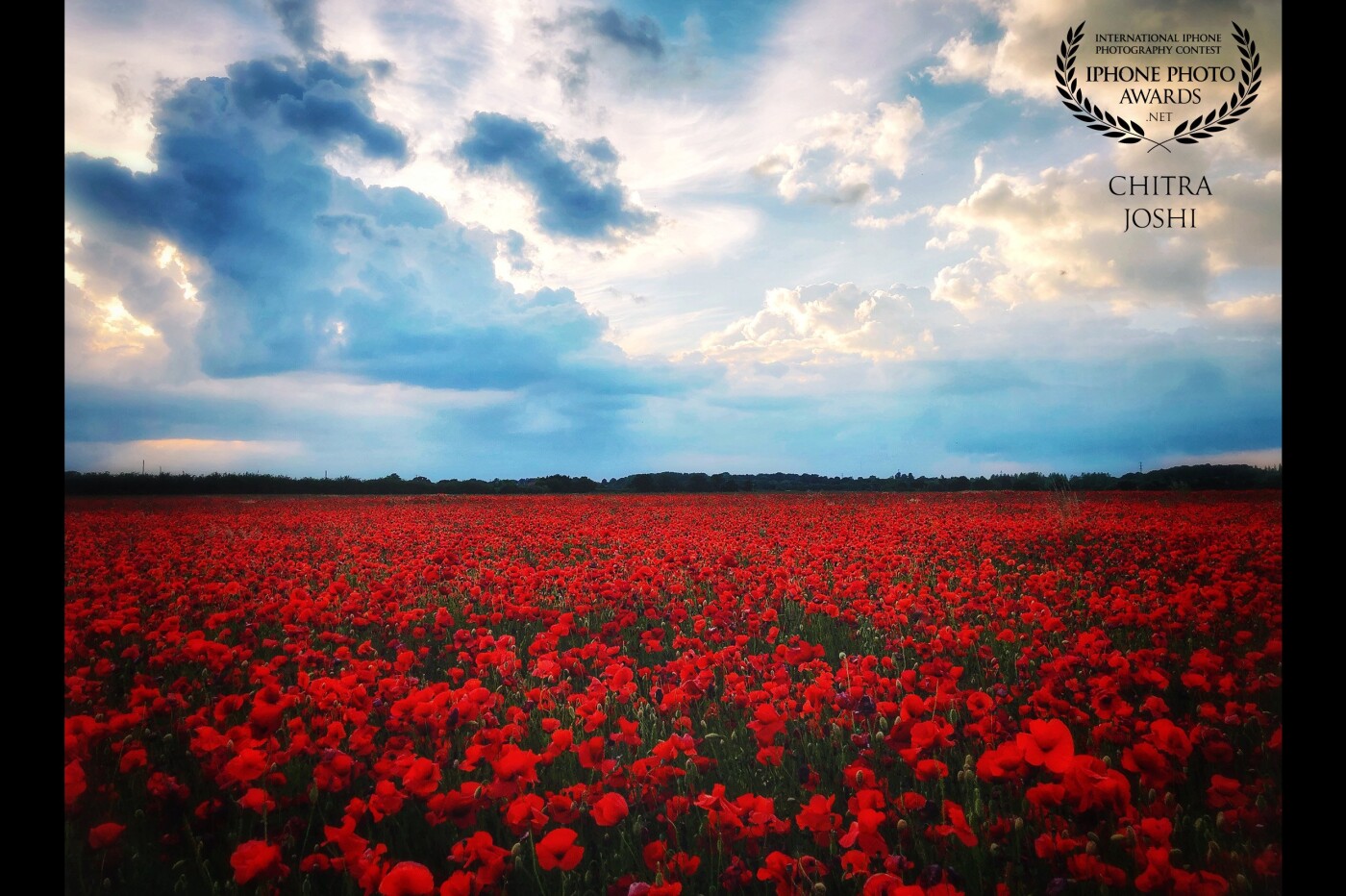 "Red Carpet of Nature" This mesmerizing view of wild poppies was captured during the lovely month of May 2020 when these plants bloom to their magnificent forms, near Minworth in the United Kingdom. 