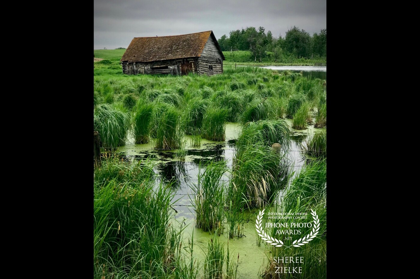 I found this barn near one of our national parks. It was so handsome nestled into quiet water and lush greenery. The low light made the greens even more vibrant. 