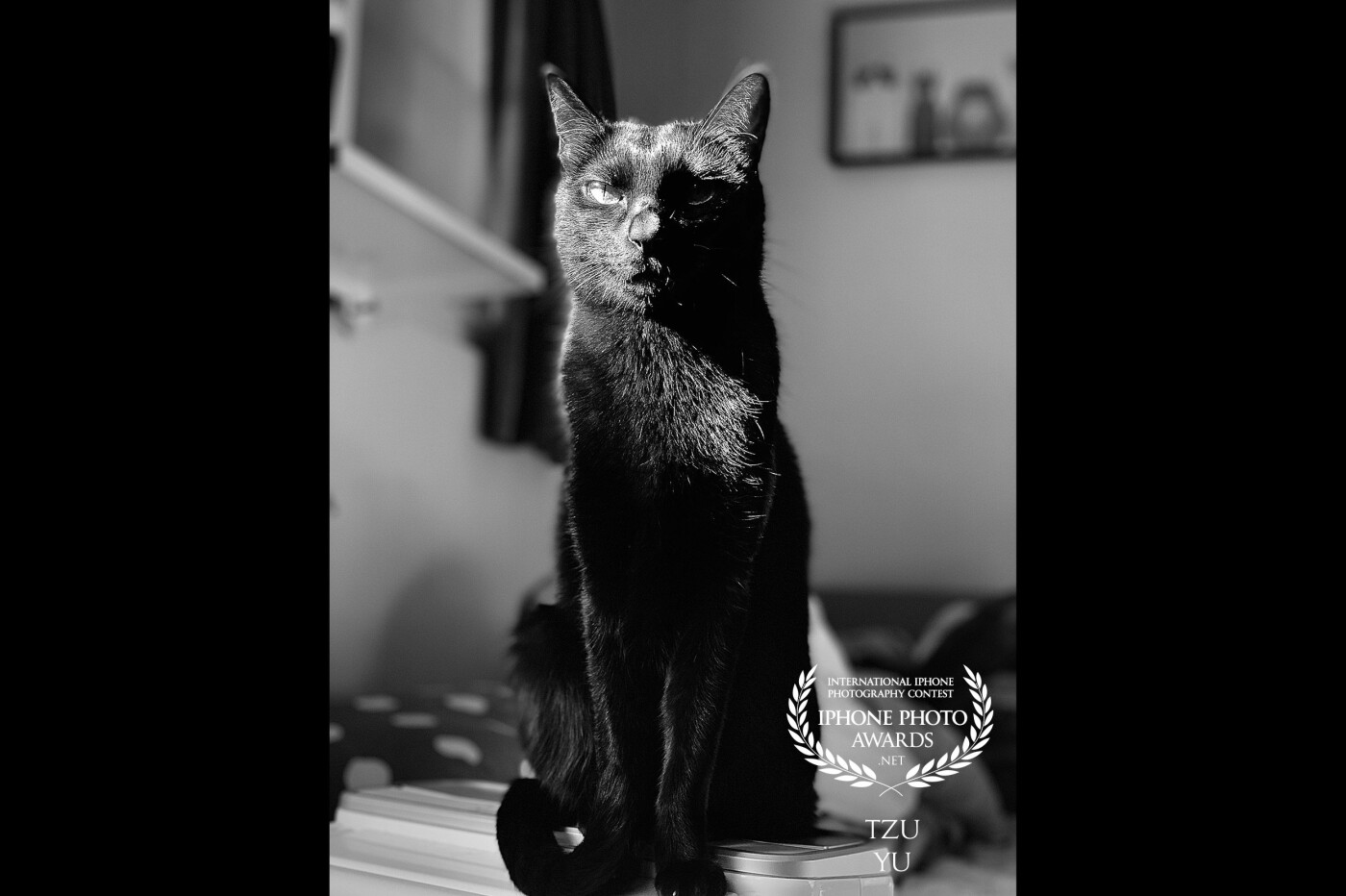 This photography is of a cat that I have kept for almost 9 years. It is actually a black cat. It is born with a body that does not eat fat. Under the sunshine one afternoon, the black and white light and shadow make me want to record that moment.