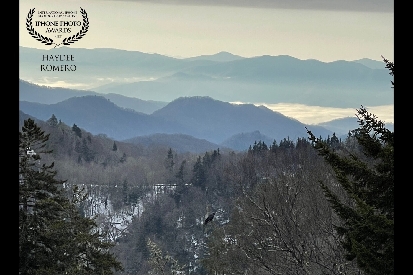 This is a view over the Great Smoky Mountains, which live up to their name in this photo for the blue mist that at times hangs over the peaks and in the valleys. The Cherokee Indians called them Shaconage or "place of the blue smoke". <br />
