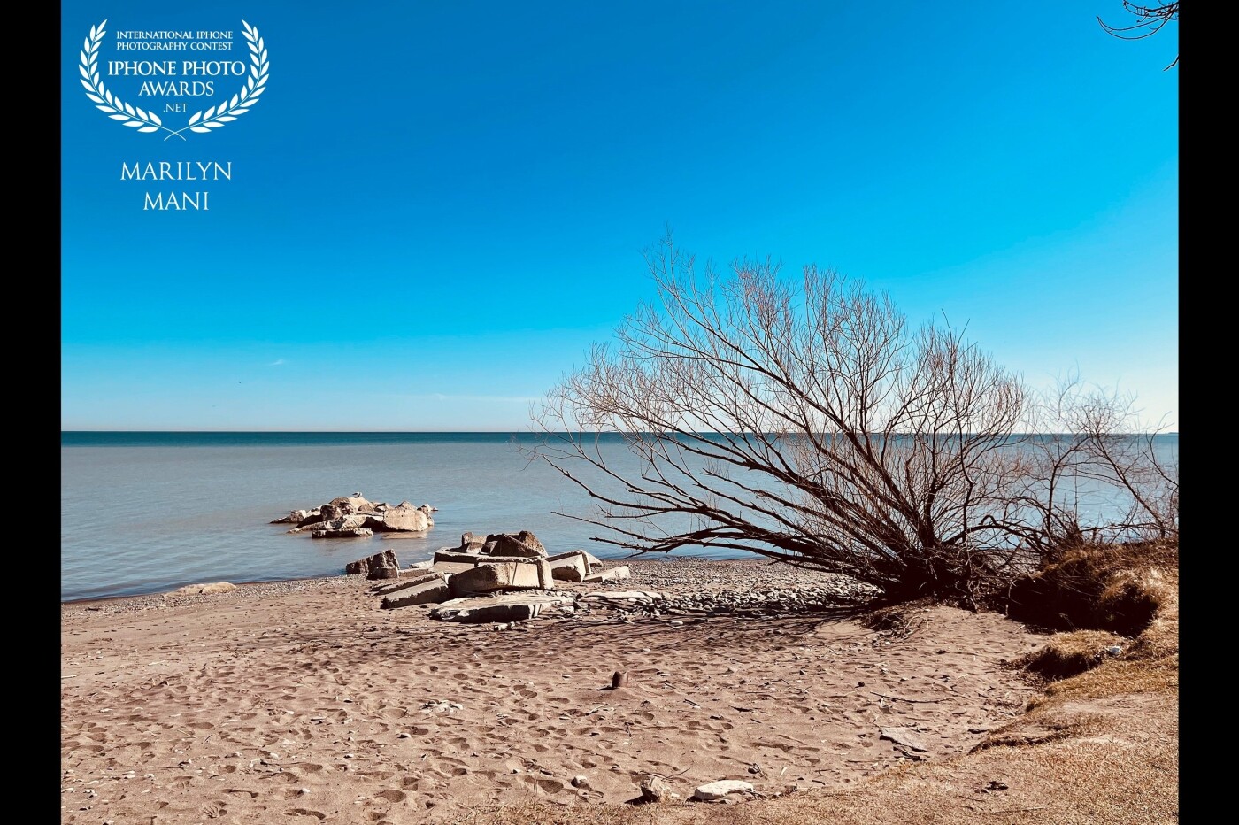 A tranquil moment by the lake on a sunny spring day in Hamilton, Ontario. The bare tree against the stunning blue sky and lake is simply majestic! 