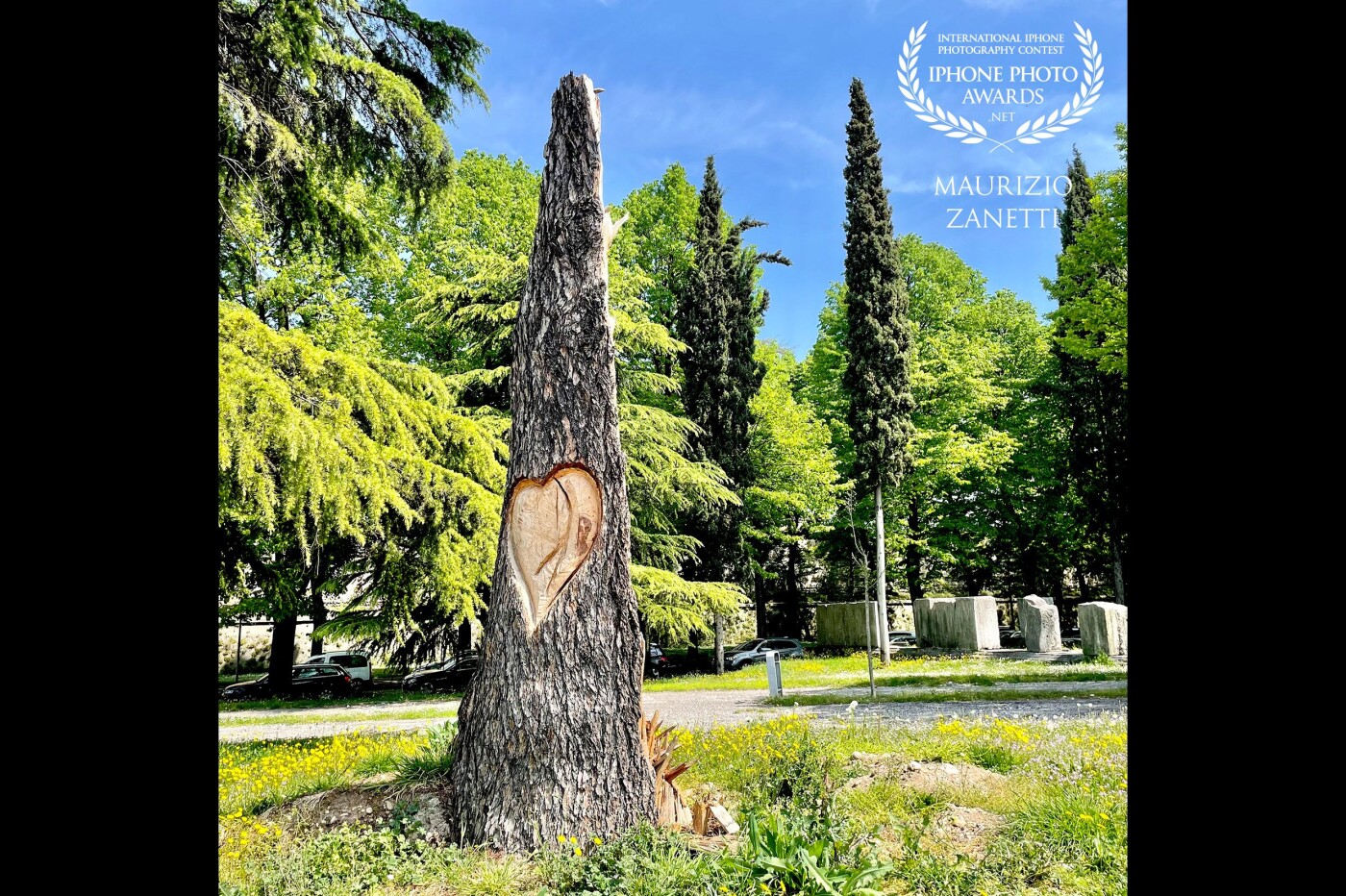 In August 2020 in Verona, a monstrous storm knocked down hundreds of secular trees as if they were ebon threads. On what remains of one of these someone has engraved a heart. For once it is not the action of the usual hooligan but an act of love. And the hope is that what remains of the tree won't be cut down. The photo was taken with iPhone 12 Pro.