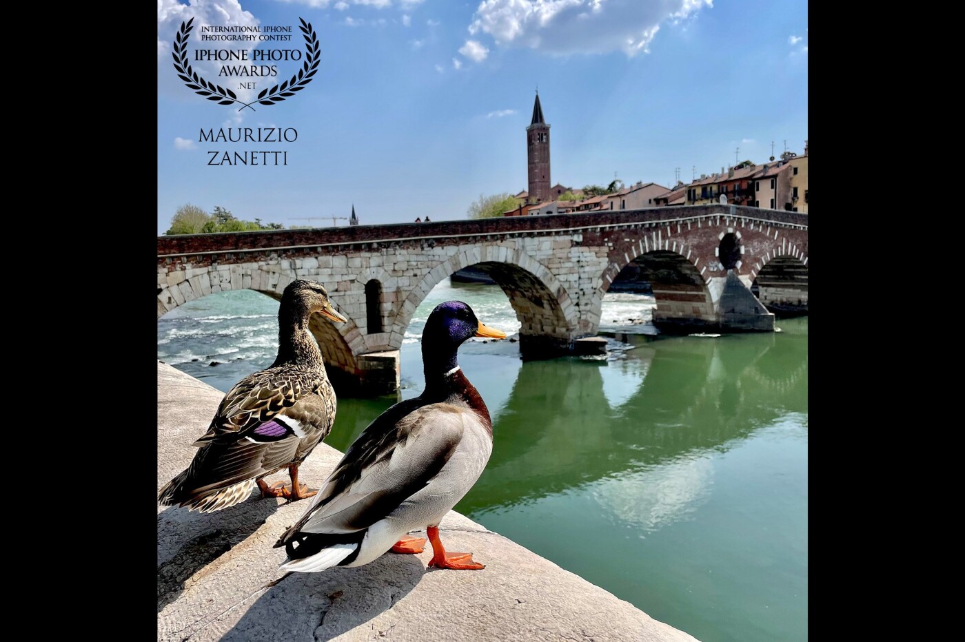 They are the most photographed pair (of ducks) in the city. They live peacefully under the ancient Ponte Pietra. They allow themselves to tourists who hastily pass by, take a picture, leave. They are in no hurry: that bridge is always their home. The photo was taken with iPhone 12 Pro.