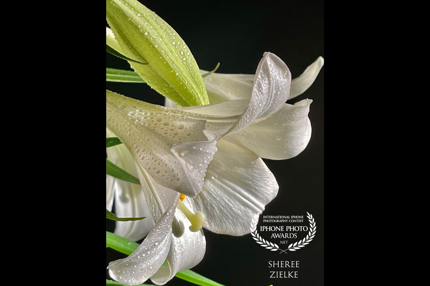 A friend gave me this Easter Lily. I had it on a dining table where it was caught up in the morning sunshine. I had to have the shot. I used black foam board to block out background clutter. And I misted with a plant spray bottle. I am glad others found this beautiful, too.