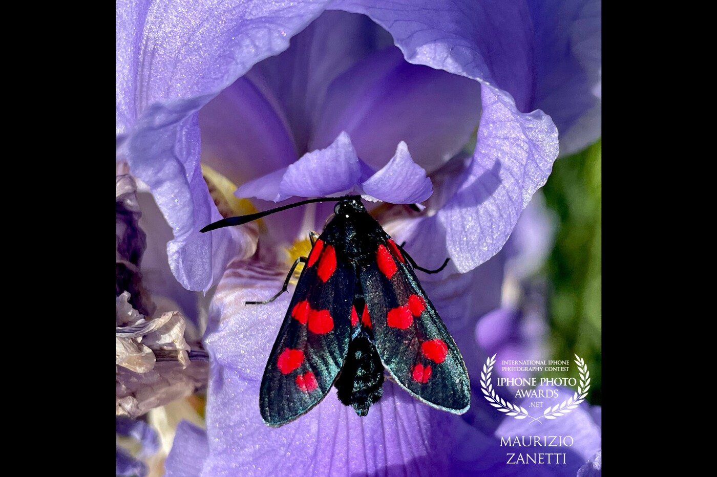 The butterfly is a Zygaena, the flower is an IRIS. No stylist will ever be able to reach with his compositions the wonderful color combinations that nature offers us every day. Just look around. And maybe have a smartphone in your hands...