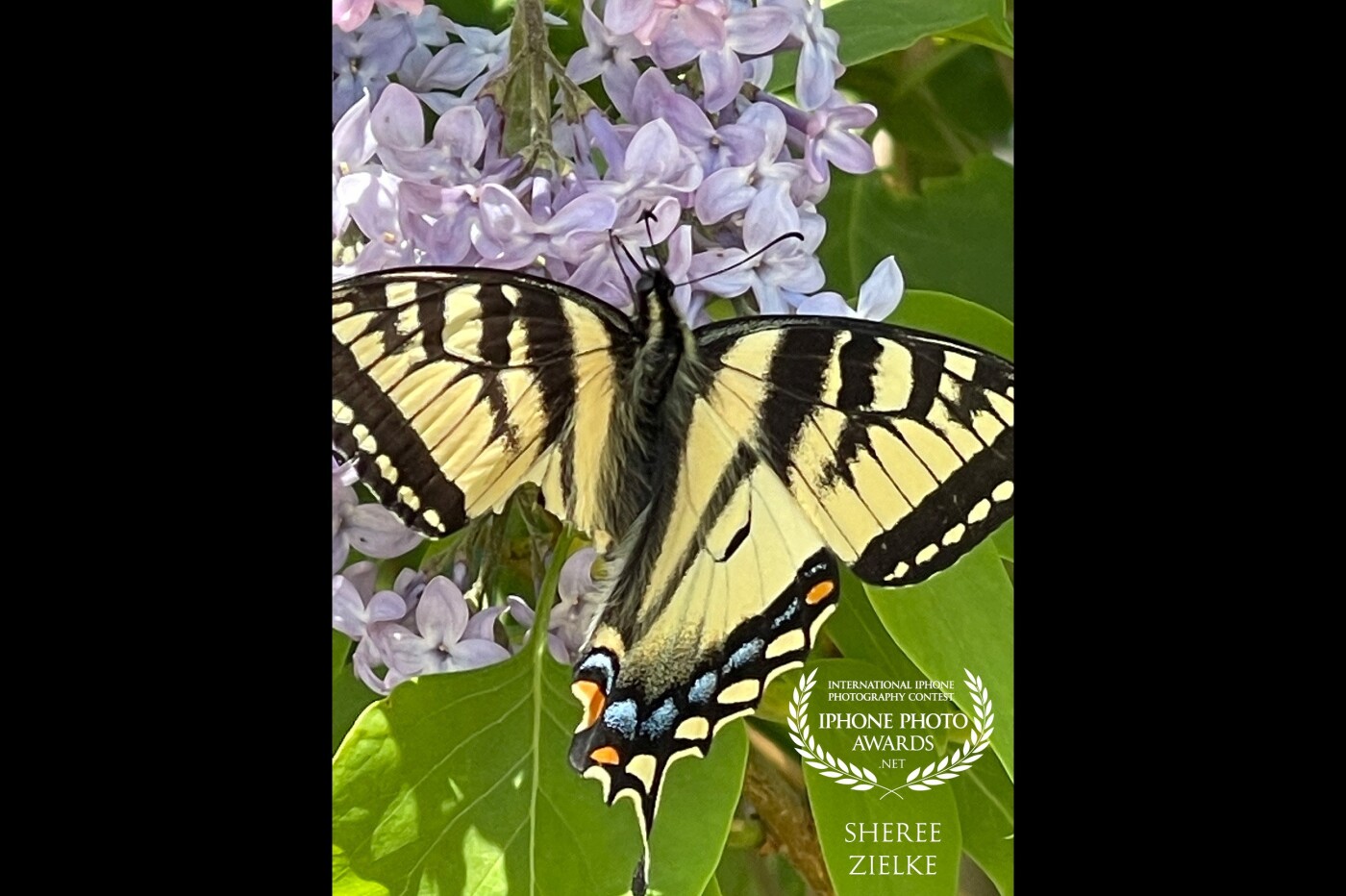 Oh, my “broken beauty!” This Tiger Swallowtail butterfly, even though seemingly disabled, was going about its business gathering lilac nectar with nary a hint of a problem.