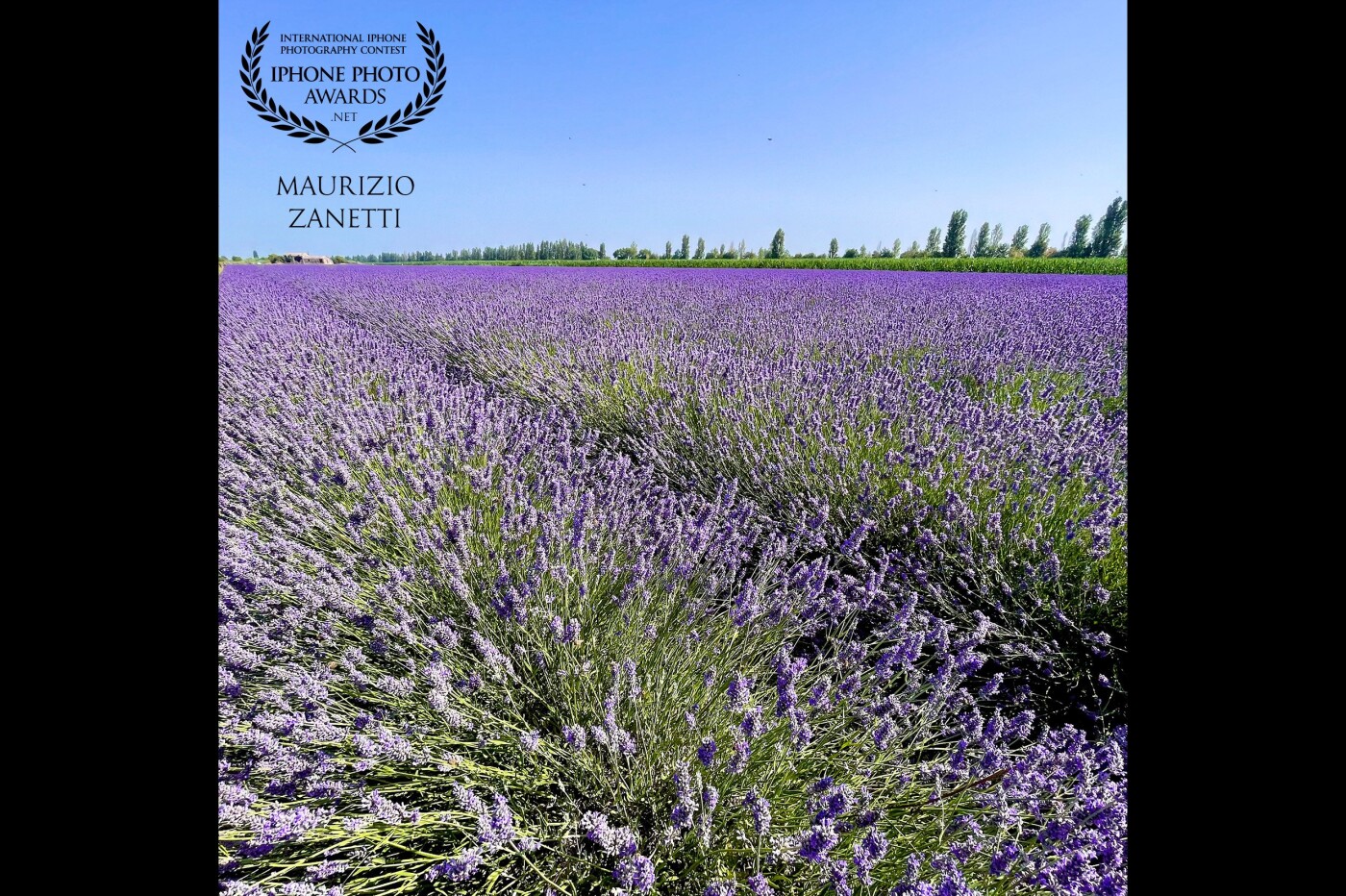 In the heart of the Po Delta, in the Ca Mello area, small marvelous cultivation of lavender. The photo can return the color, not the wonder of discovery and least of all the perfume.