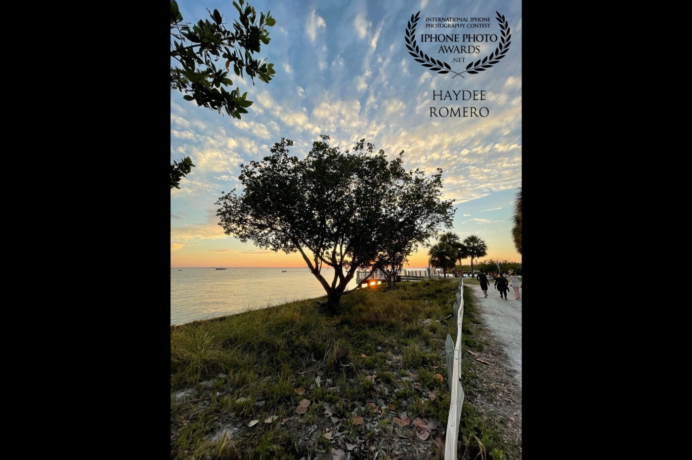 In an evening walk I capture the clouds radiate out in the sky over a tree as the sun sets off  Key Biscayne in the Bill Baggs Cape Florida State Park, USA.
