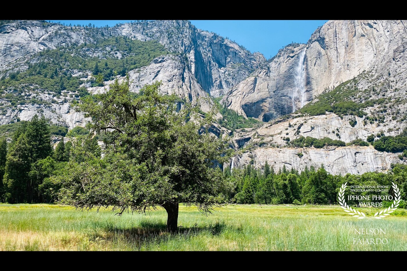 The lone tree at the valley of Yosemite National Park with the background of the Yosemite waterfalls majestically showcasing its might.