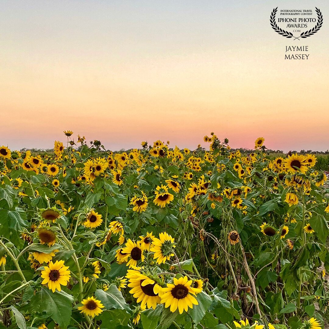 You can find this beautiful patch of sunflowers on Dewberry Farm in Brookshire, Texas. If you visit Dewberry Farm, check dates and times before you go.