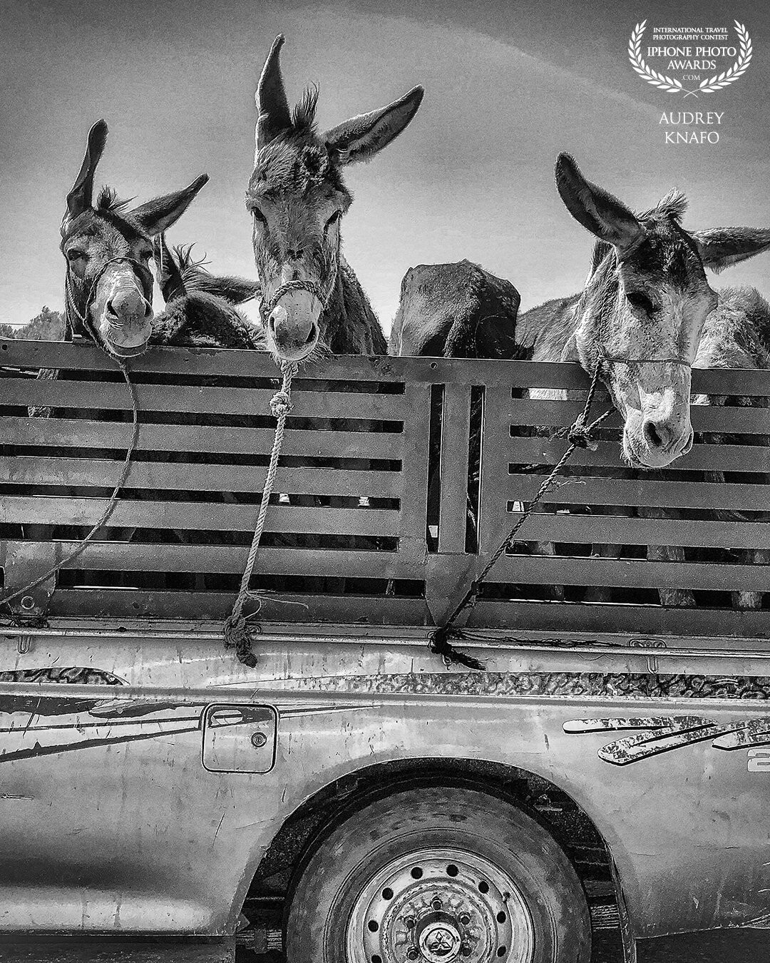 Désorganized Ears <br />
This pic was taken on the road from essaouira ( morocco ) to marrackech , i saw those donkeys in this truck . It was a very windy day plus the speed of the car , their ears were going in all direction . <br />
It was so funny . My friend was driving i had to ask him to Chase the truck and try to stand at the same level . It was not a highway and cars were coming in our direction . But i did it and here it is !