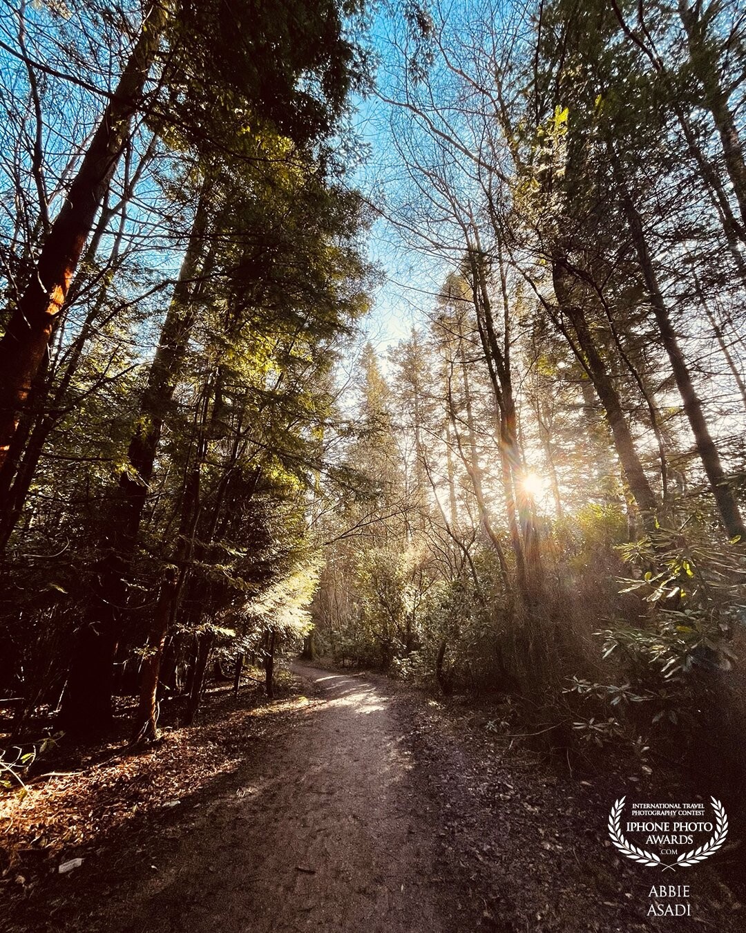 If you go down to the woods today you’re sure to find some beautiful sunlight. <br />
<br />
Wonderful walk through the local woods always looking up at the beauty around me.