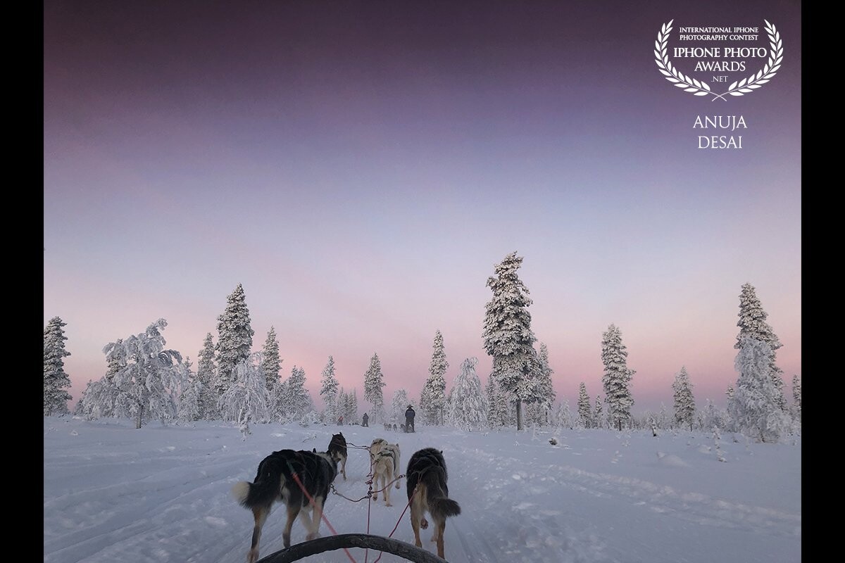 This picture was taken at Kakslauttanen arctic resort in northern Finland. The outside temperature being -19 degrees C, which ironically happened to be the ideal weather for our lovely and enthusiastic huskies'. The timing of our ride coincided with the timing of the sunrise, hence the breathtaking view of the sky. A highly recommended place for someone who loves winter wonderlands. 
