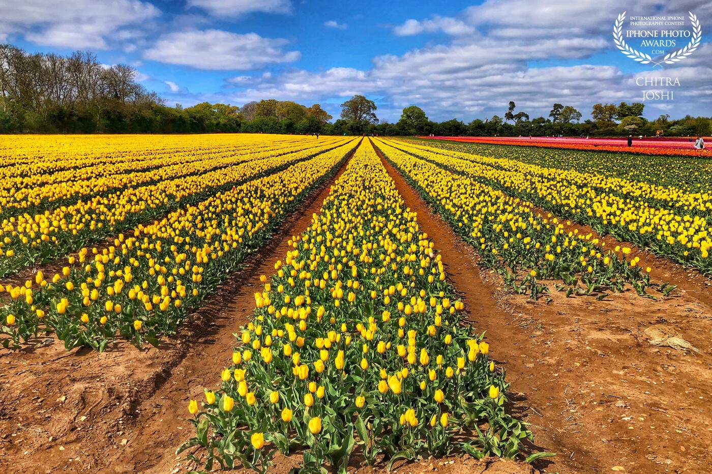 Colorful view of beautiful tulip field in Norfolk, United Kingdom. It belongs to the only Tulip growers of UK, Belmont Nurseries.