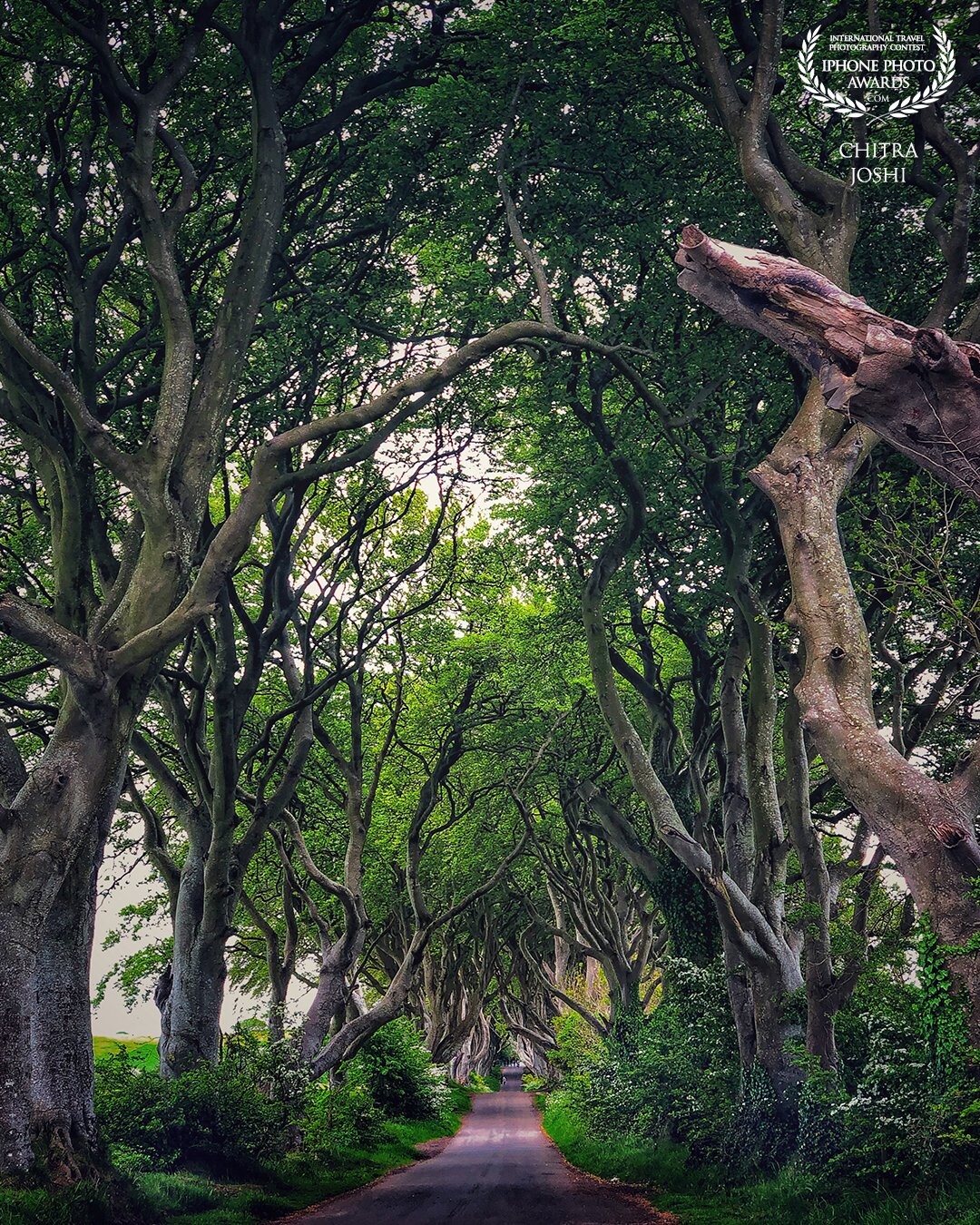 The Dark Hedges, Northern Ireland, UK- A serene location where the series Game of Thrones was shot. You can't not more mesmerized by these beautiful tree branches, all intertwined.