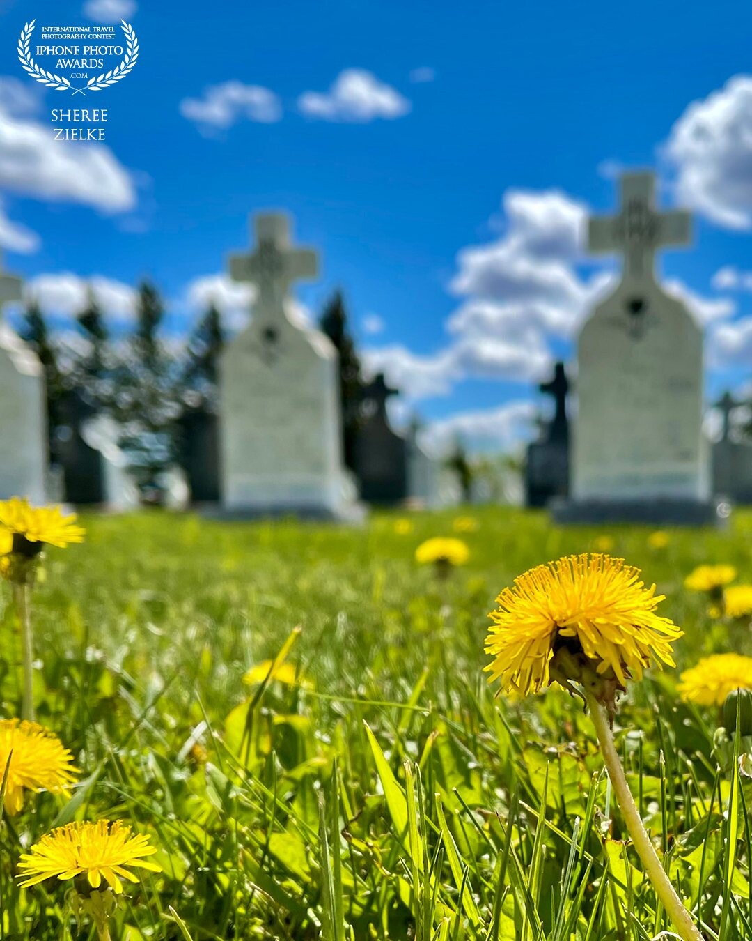 My husband and I love road trips, and coming across graveyards here in our province of Alberta.  We love the textures, the history and the stillness. I also love the “portrait” feature on my iPhone 12Pro Max. This bright dandelion was the perfect foreground subject against the grey of the gravestones. The phone’s camera does a great job with selective DOF.