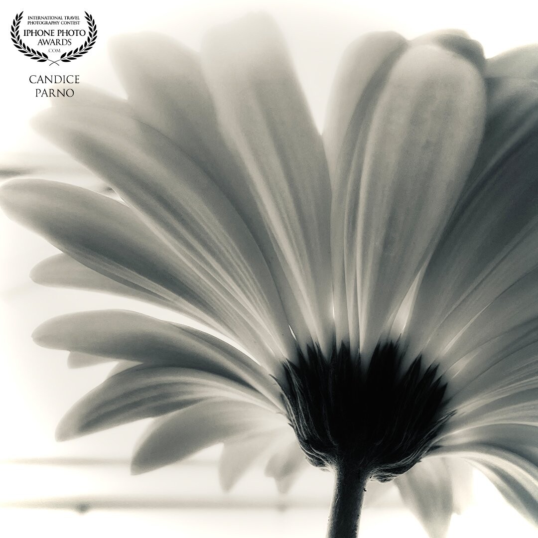 Gerbera Daisies are one of my favourite flowers growing in my garden this year so I’ve taken many photos to capture their beauty.  While the full color version was beautiful, I decided to try a softer, black and white version for this challenge.
