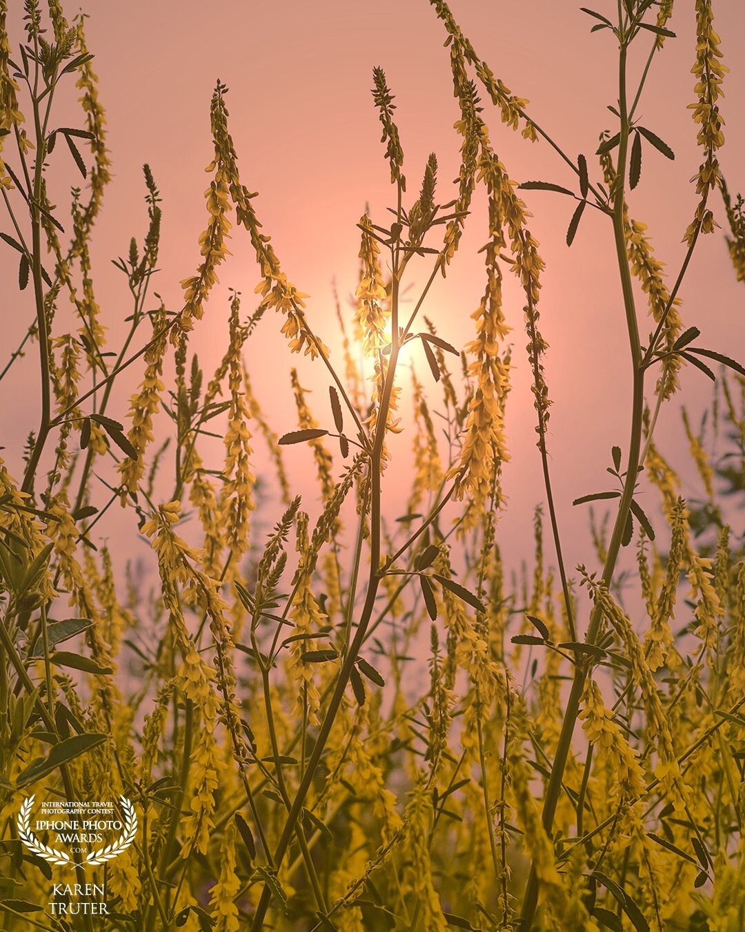 On my early morning walk, I loved how the whispy yellow wild flowers reached above the rest towards the sun, I crouched down and took this at a low angle…
