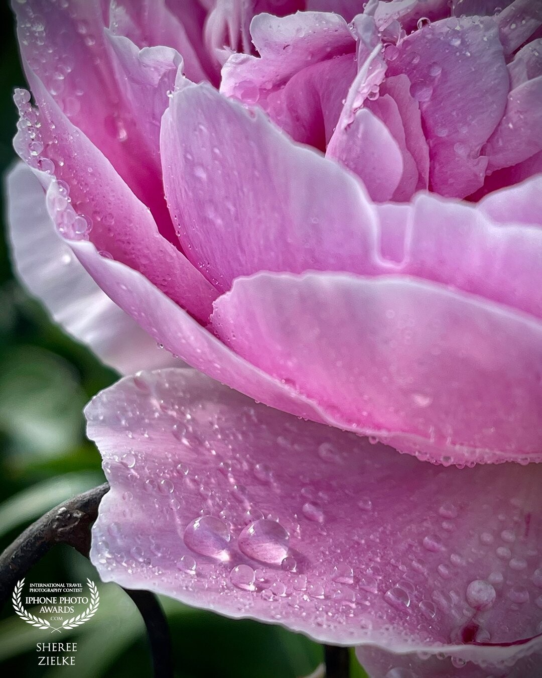 My peonies were not abundant this year, but the bush did create this glorious pink bloom. I love the 12ProMax ability to do close-up focus. And rain drops are always a fave. Even if created with a spray bottle.