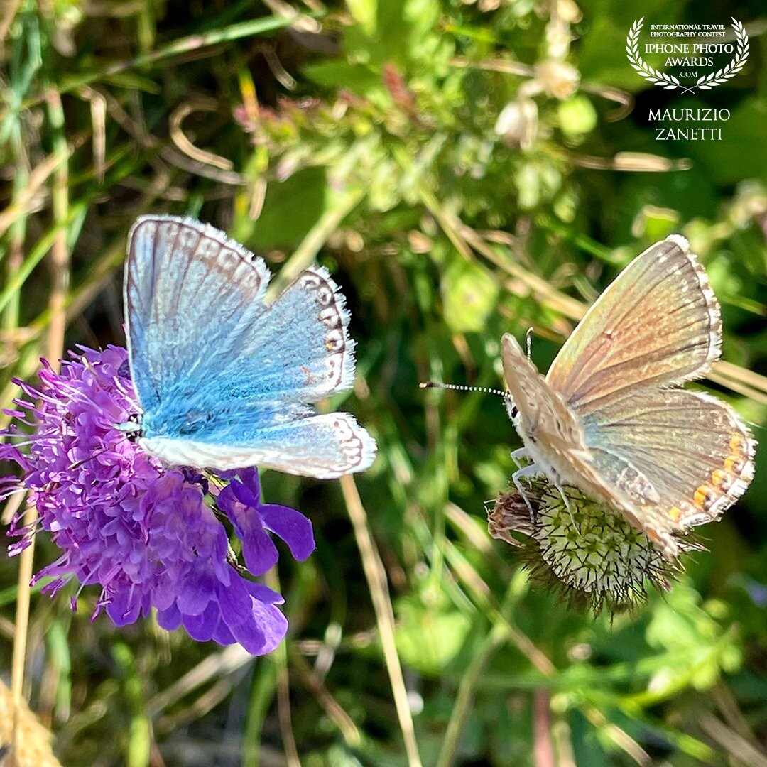 The scientific name is "Polyommatus coridon". The adult male has blue wings, the female golden. Finding them together on the same flower is a stroke of luck. Always having the iPhone in your hands makes it possible to have the photo ...