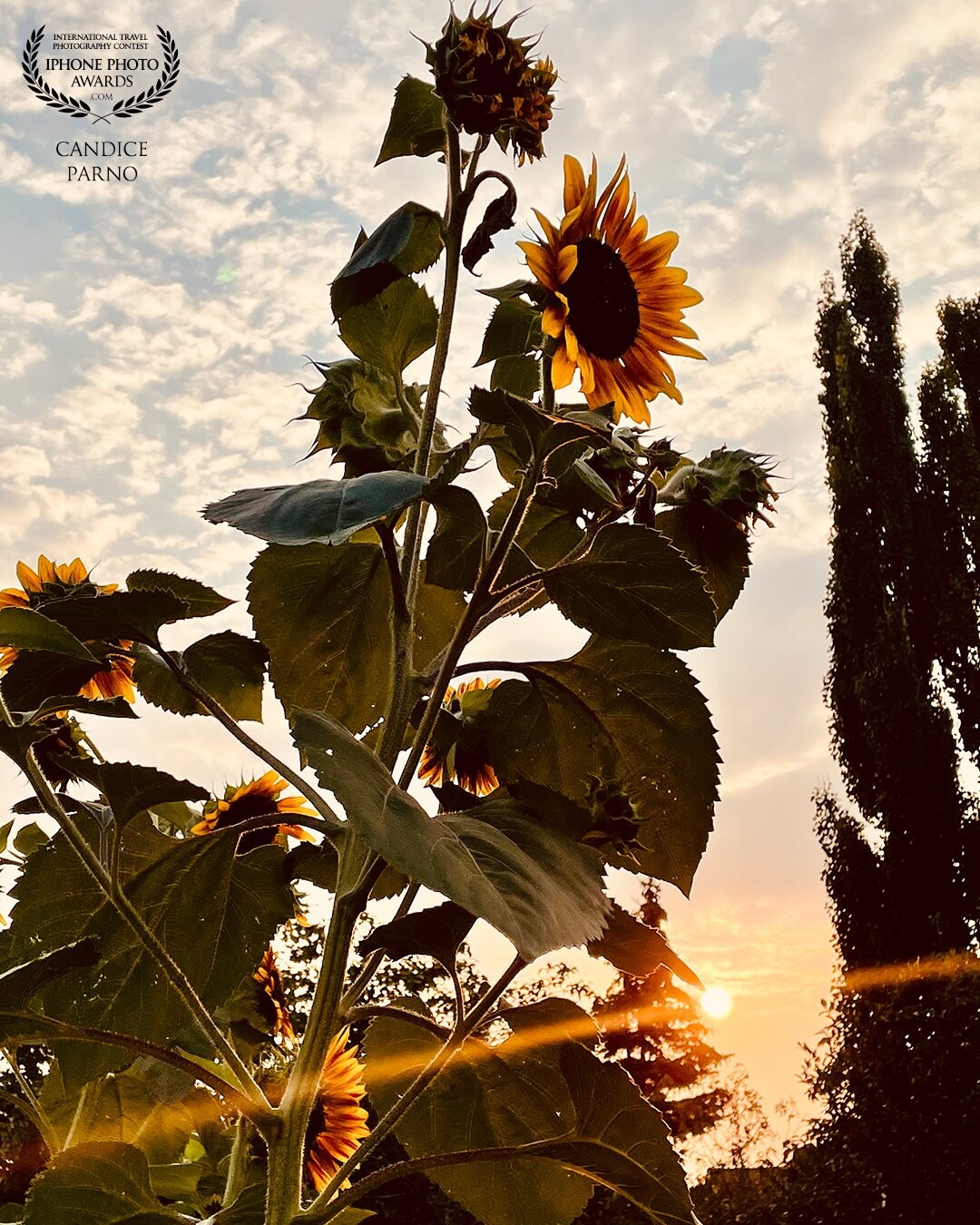 Sunflowers are my happy flower…I can’t help but smile when I see one.   And to capture it with the sunrise as well just made me giddy.