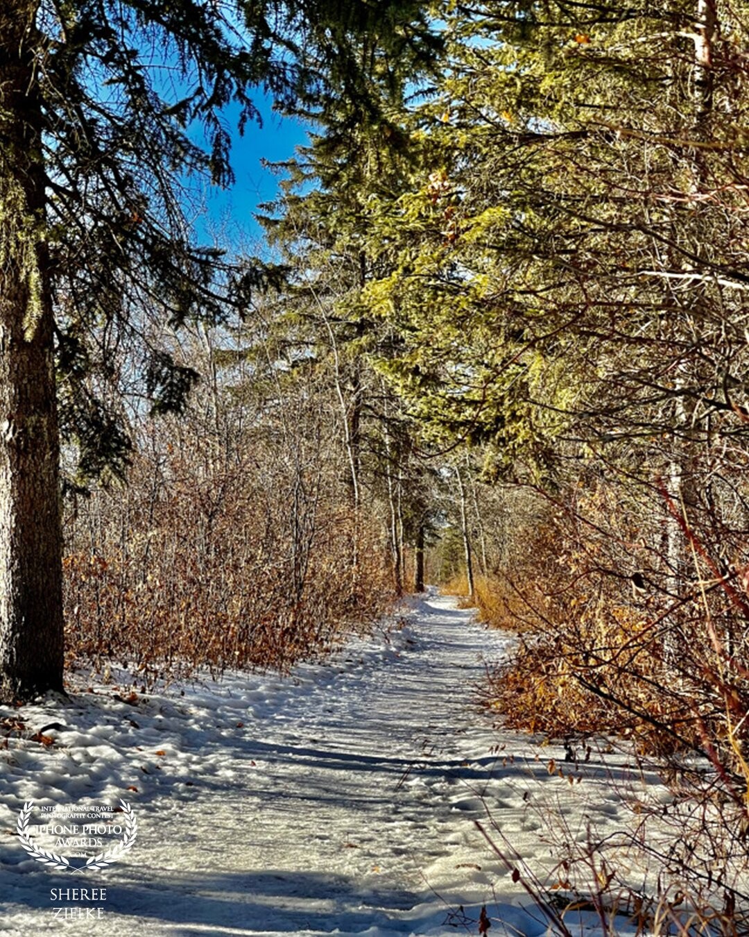 One of my favourite spots to visit anytime of the year but especially in the winter is Laurier Park in Edmonton, Alberta. I love that the iPhone can capture all the variances of light and shadow, while capturing this great depth of field.