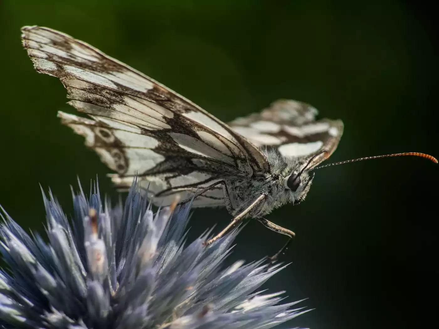 This is  a Checkerspot Butterfly (Pontia protodice) from a visit of the botanical garden in Dresden,...
