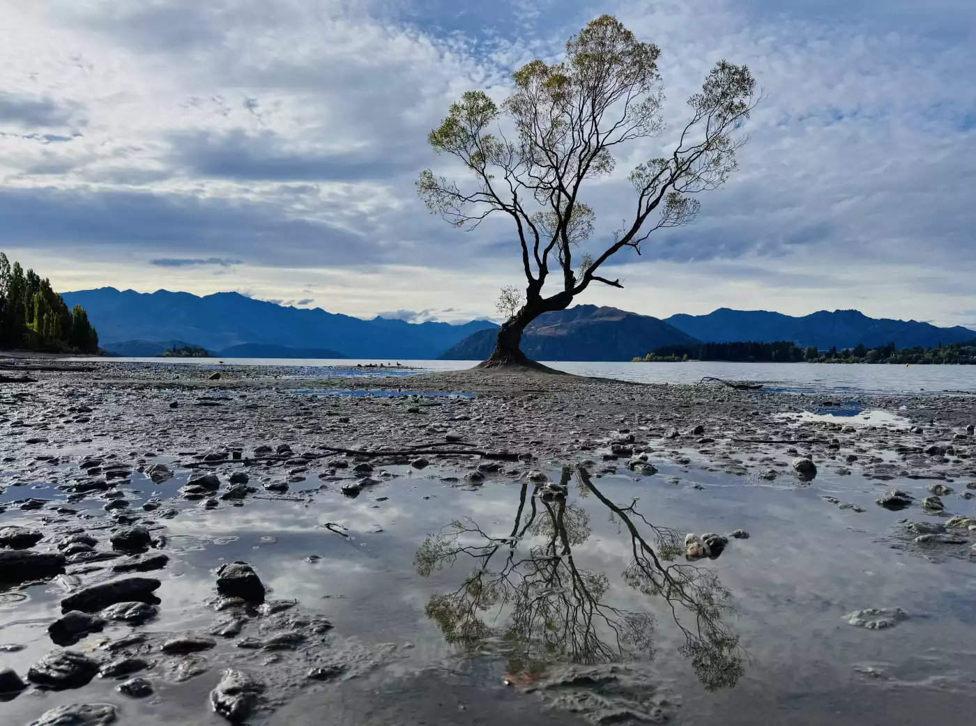 The historic Wanaka tree - a photographer’s delight. This famous willow tree is a symbol of resilien...