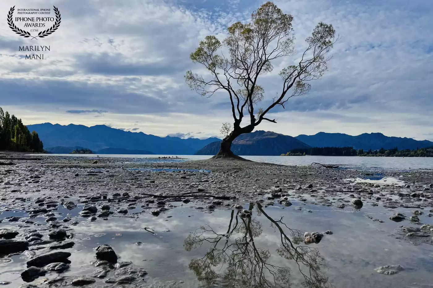 The historic Wanaka tree - a photographer’s delight. This famous willow tree is a symbol of resilience, a testament to nature’s ability to adapt.