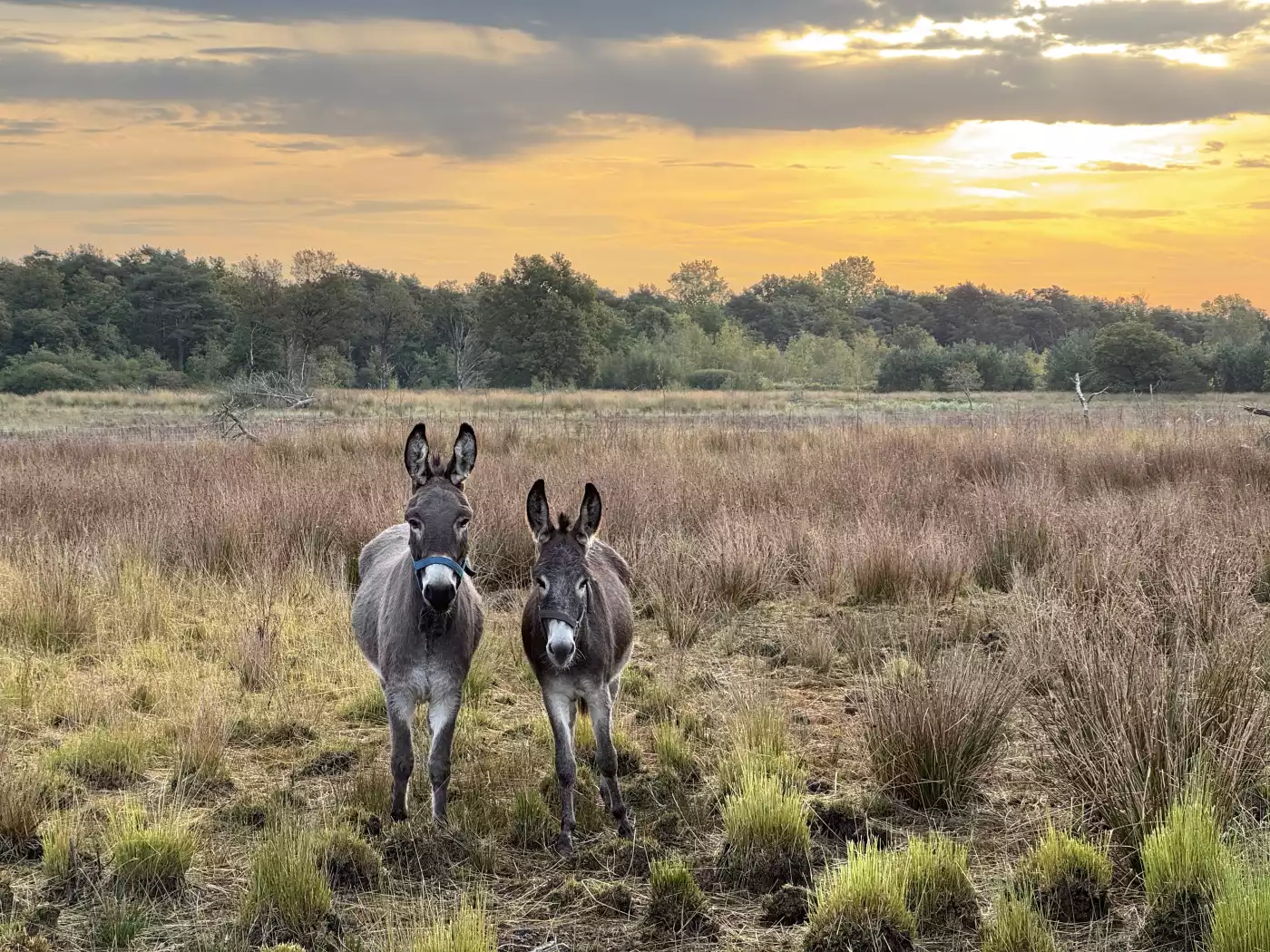 These donkeys protect the sheep from wolves.