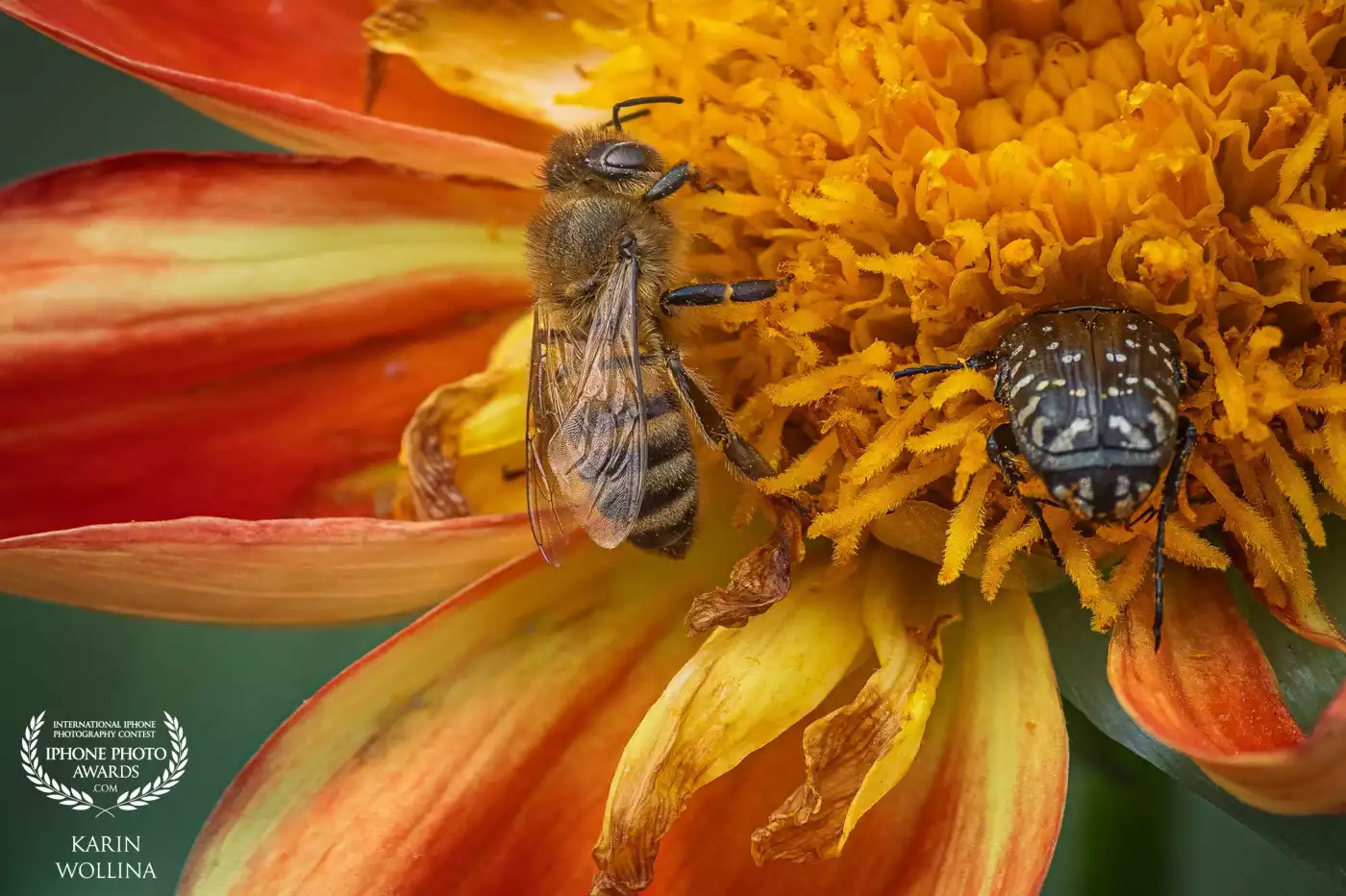 Taken at the botanical garden in Dresden, Germany in August this year. I was really excited about all the insects in the flowers (iPhone 16 PM).
