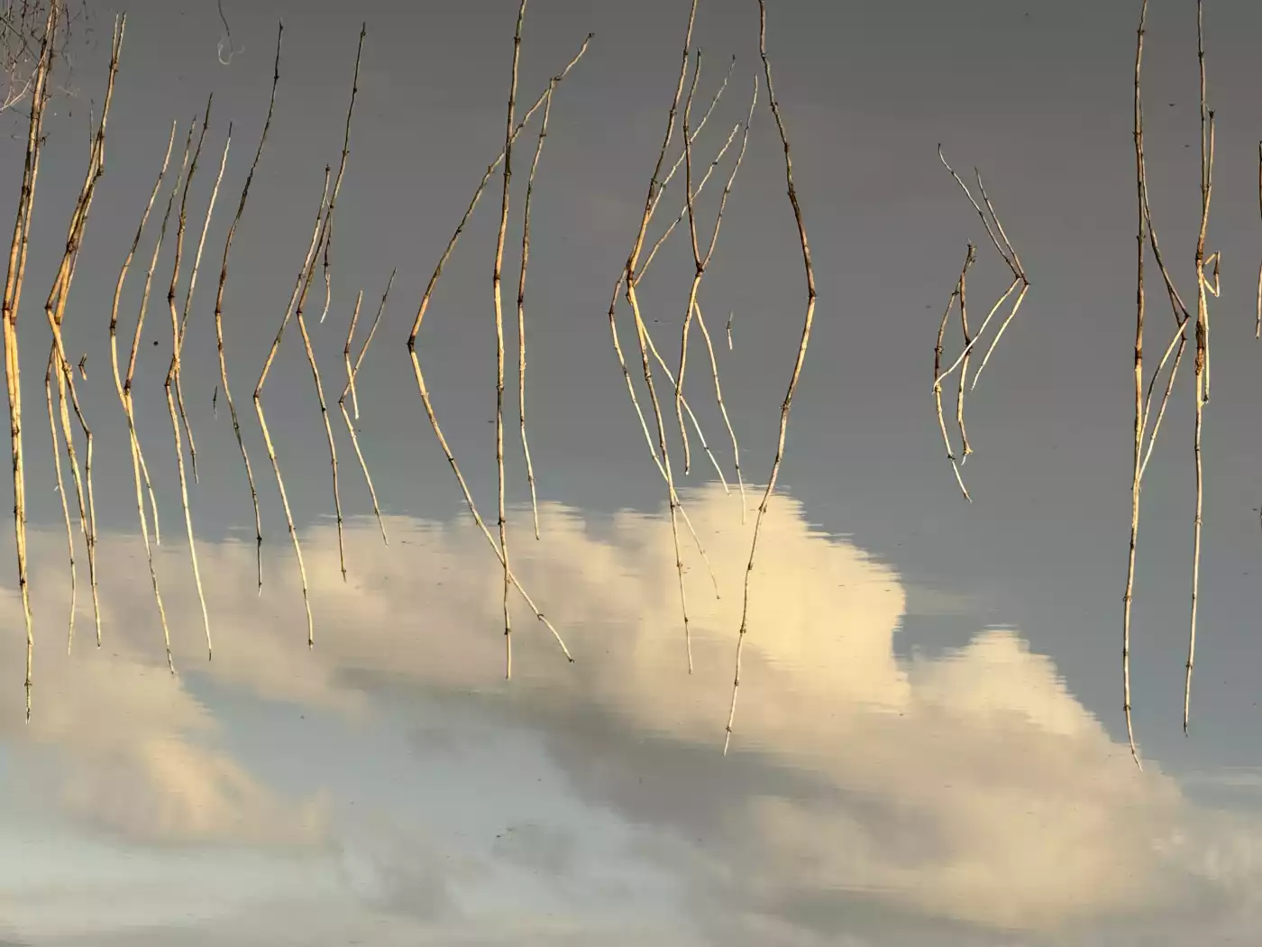 This is a reflection of branches and clouds in calm water in the river.
Location: Richmond, BC Canad...