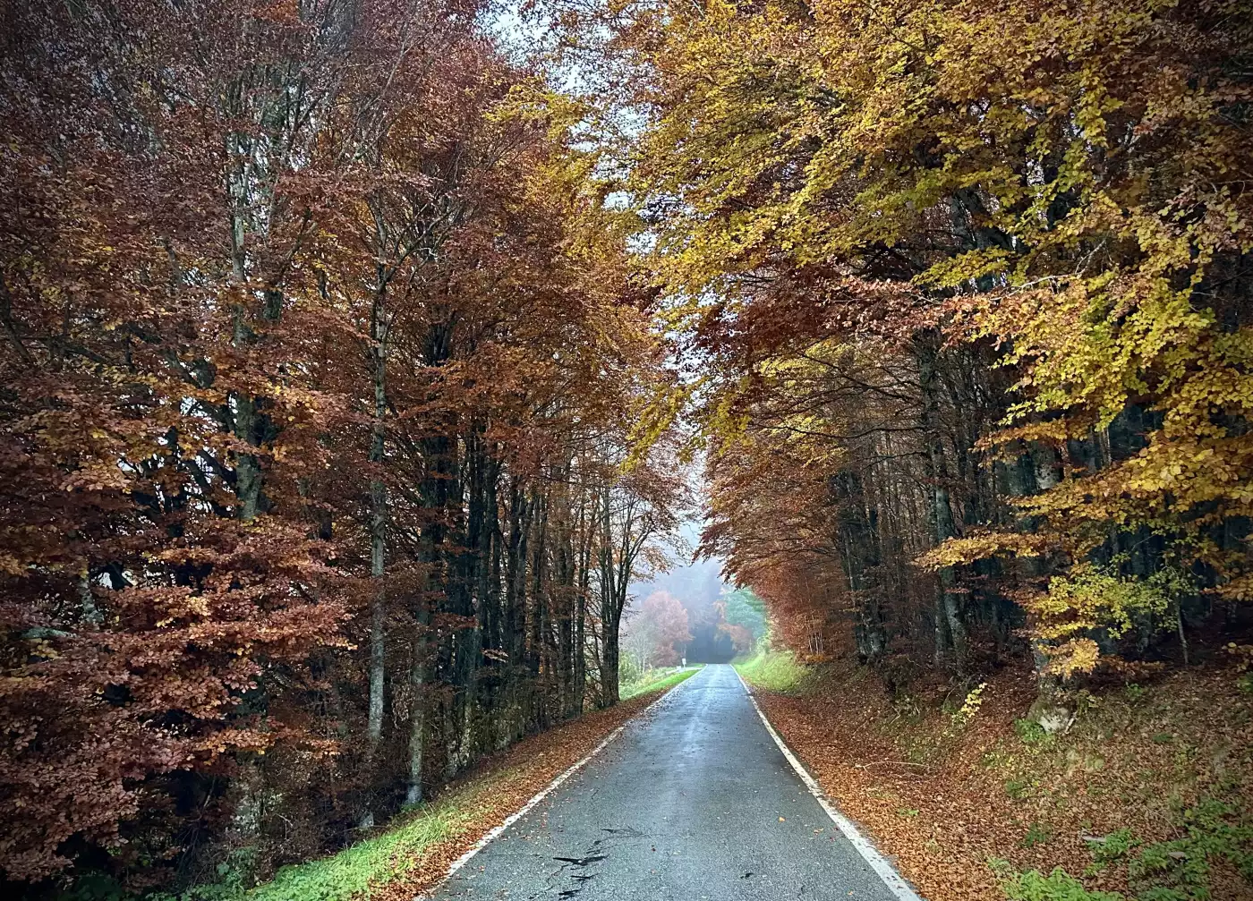 Recorriendo por carretera la impresionante Selva de Irati con sus increíbles rincones y cálidos tono...