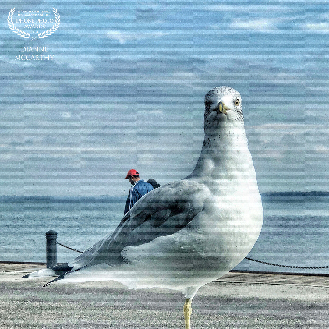 Cheeky seagulls are always eager to prove they’re the best photobombers in the animal kingdom!