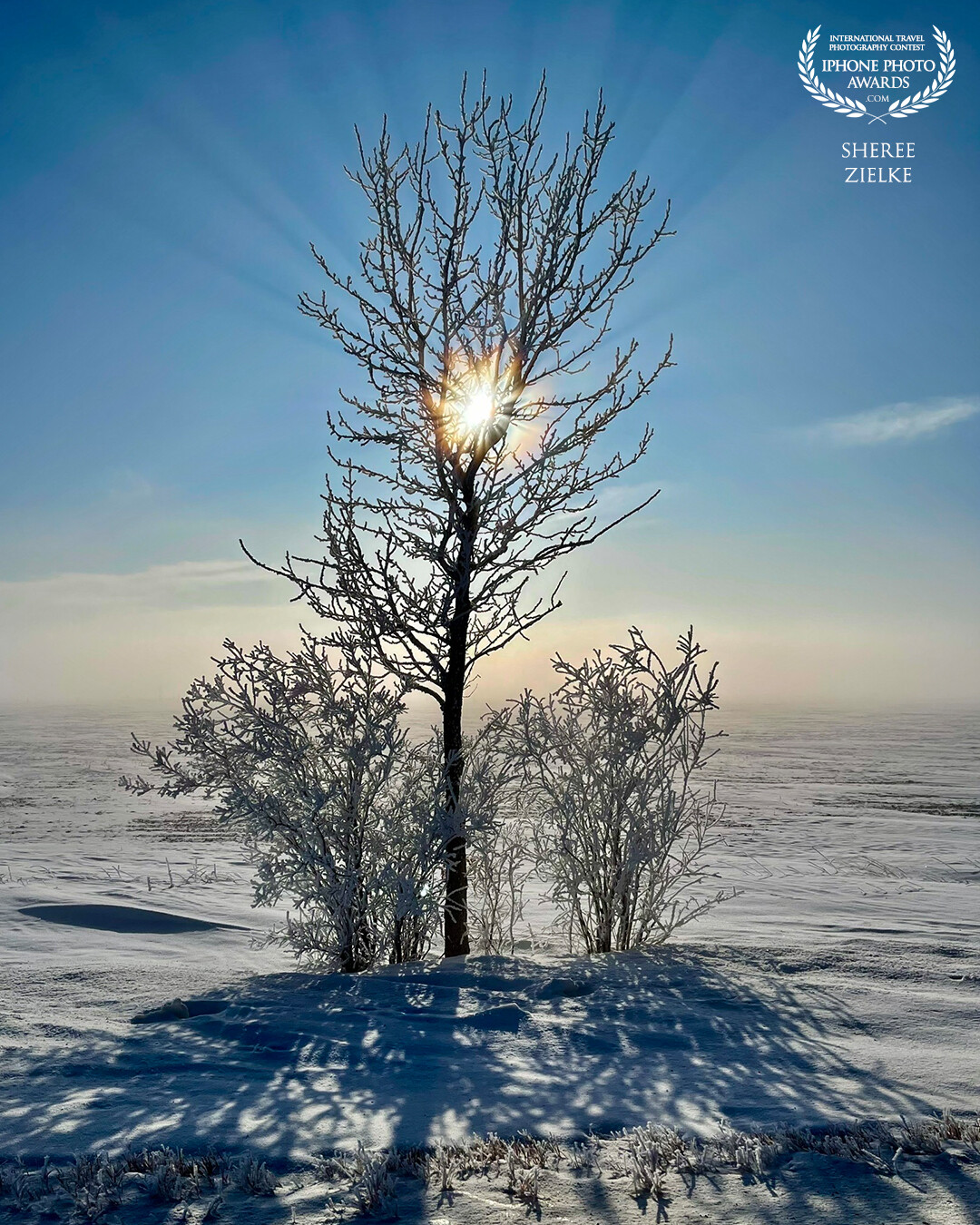 We were driving along country roads in Alberta, thick with fog. Although slippery, my husband managed to make a stop when I espied this pretty shot. A little trial and error put a sun star in the perfect nestled position in the branches. The splayed God’s rays and deep long shadows provided balance for this spindly group of trees.