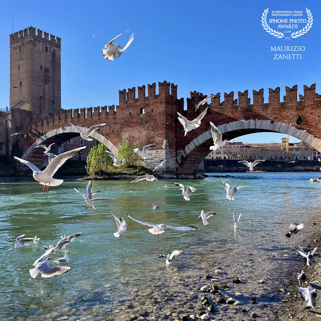 Here in Verona (but also in Venice) we call them "cocai". They are the small black-headed gulls, not to be confused with the large and intrusive herring gulls. In winter they invade the city and give it more beauty. Here in flight along the Adige river, in the background Castelvecchio with its bridge.