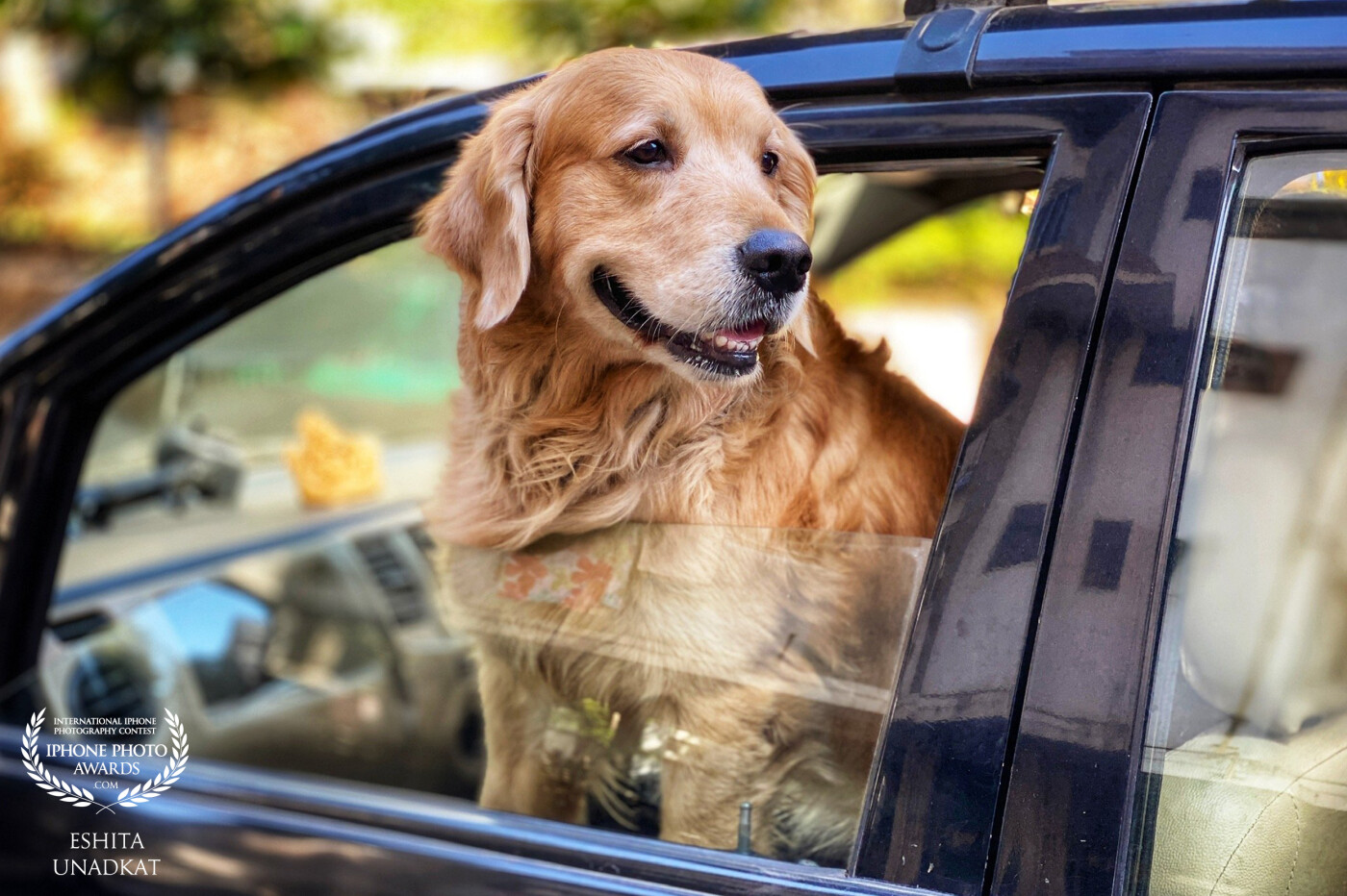Reggie’s Day Out! <br />
A portrait of Reggie the golden retriever popping his head out of the window of a car!