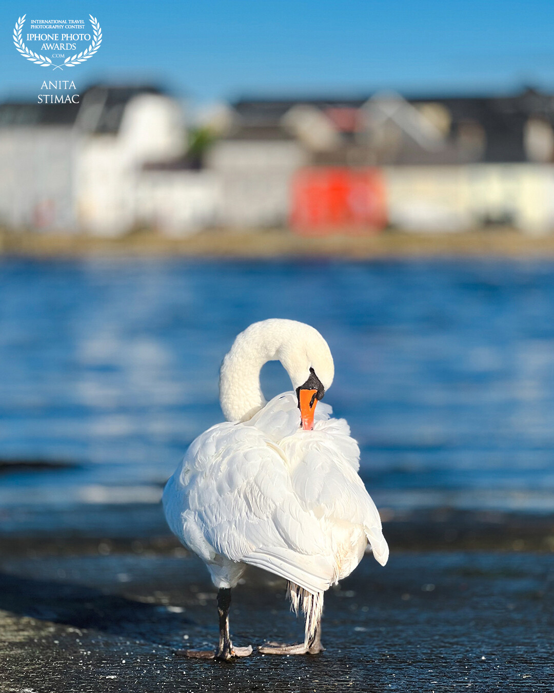 It’s hard not to fall in love with Galway when you’re greeted with scenes like this every day. Claddagh is famous for its large population of beautiful swans.