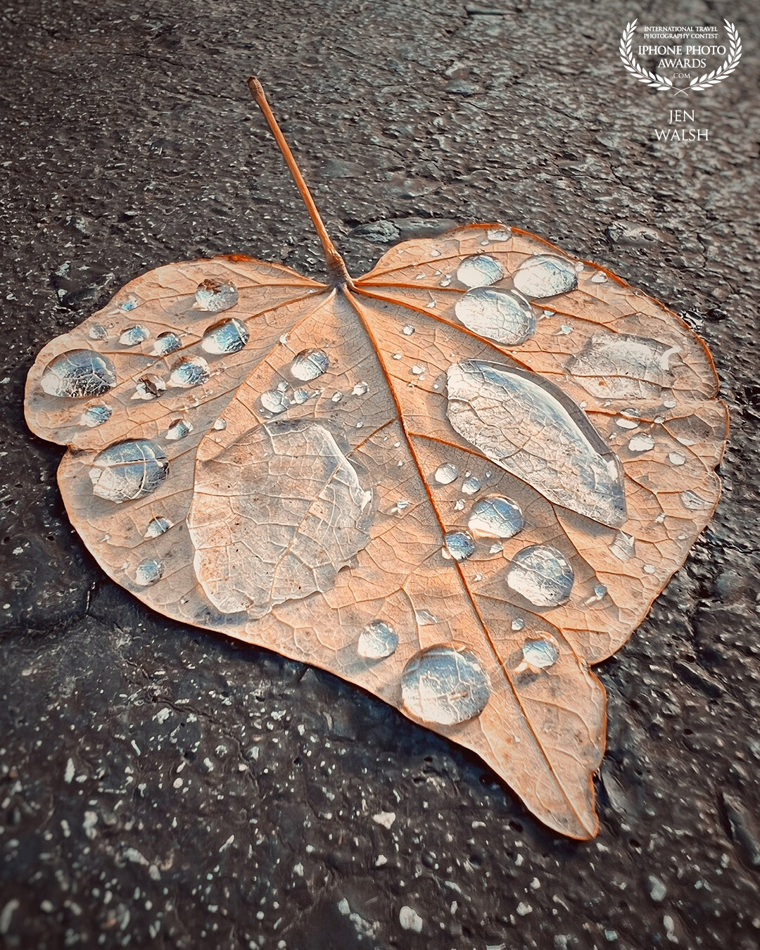 One lonesome leaf on our driveway survived the winter, only to be rained upon the first few days of spring.